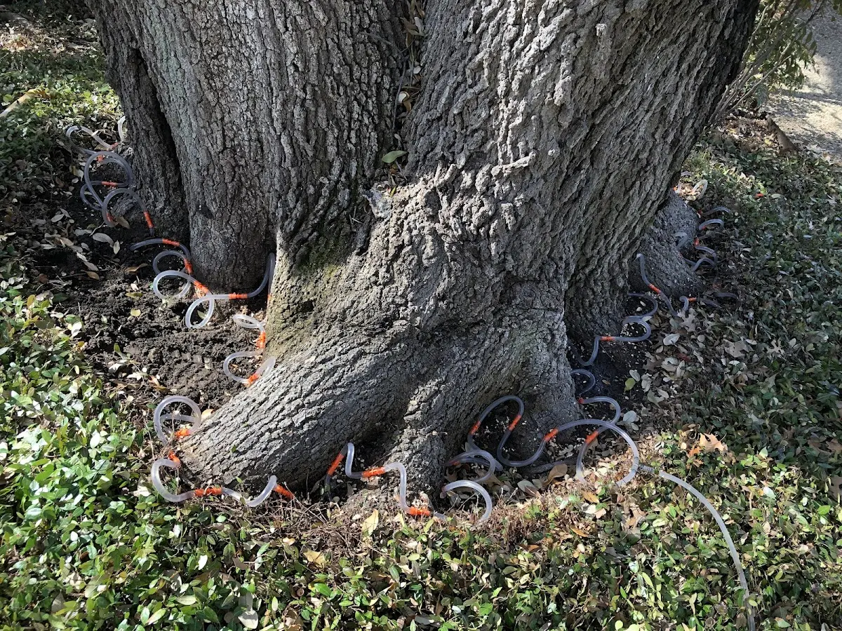 Detailed Tree Cabling and Bracing job site in West Elkton