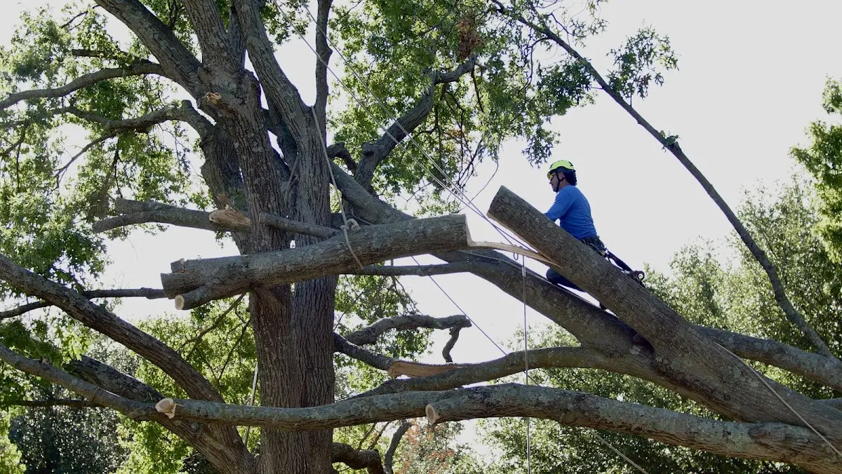 Professional Hazardous Tree Removal performed by certified arborists in West Elkton