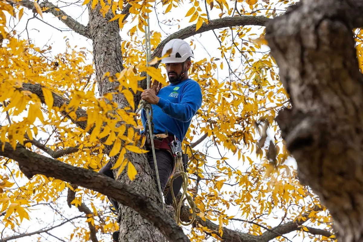 Skilled Tree Pruning crew working in West Elkton